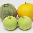 Bailan Melon Fast Growing Sweet Tasting Usa Farm  25+ seeds