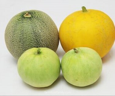 Bailan Melon Fast Growing Sweet Tasting Usa Farm  25+ seeds