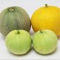 Bailan Melon Fast Growing Sweet Tasting Usa Farm  25+ seeds