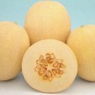 Autumn Sweet Melon Fast Growing Sweet Tasting Usa Farm  25+ seeds