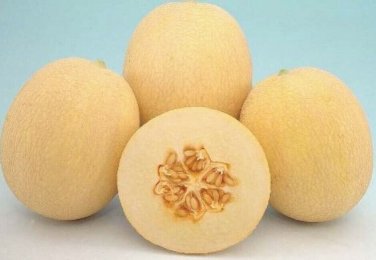 Autumn Sweet Melon Fast Growing Sweet Tasting Usa Farm  25+ seeds