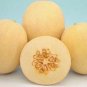 Autumn Sweet Melon Fast Growing Sweet Tasting Usa Farm  25+ seeds