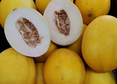 Apollo Melon Fast Growing Sweet Tasting Usa Farm  25+ seeds