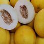 Apollo Melon Fast Growing Sweet Tasting Usa Farm  25+ seeds
