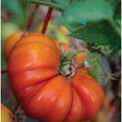 Tomande Tomato Hybrid Vegetable Garden Planting Tomatoe Easy 50+ seeds