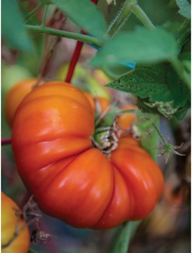 Tomande Tomato Hybrid Vegetable Garden Planting Tomatoe Easy 50+ seeds