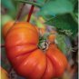 Tomande Tomato Hybrid Vegetable Garden Planting Tomatoe Easy 50+ seeds