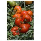 Tribeca Tomato Hybrid Vegetable Garden Planting Tomatoe Easy 50+ seeds