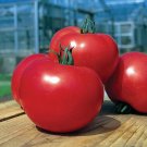 Tough Boy Tomato Hybrid Vegetable Garden Planting Tomatoe Easy 50+ seeds