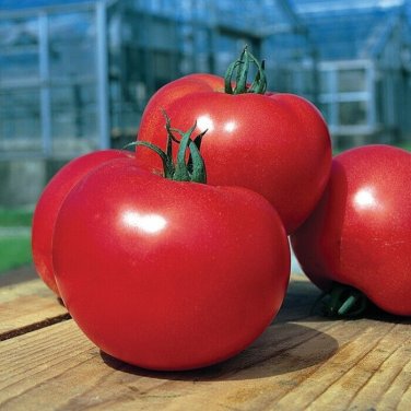 Tough Boy Tomato Hybrid Vegetable Garden Planting Tomatoe Easy 50+ seeds