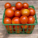 Toronjina Tomato Hybrid Vegetable Garden Planting Tomatoe Easy 50+ seeds