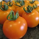 Tangella Tomato Hybrid Vegetable Garden Planting Tomatoe Easy Grow 50+ seeds