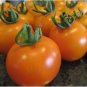 Tangella Tomato Hybrid Vegetable Garden Planting Tomatoe Easy Grow 50+ seeds