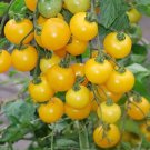 Tumbling Tom Tomato Hybrid Vegetable Garden Planting Tomatoe Easy Grow 50+ seeds