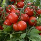 Tumbler Tomato Hybrid Vegetable Garden Planting Tomatoe Easy Grow 50+ seeds