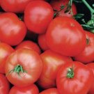 Ultra Sweet Tomato Hybrid Vegetable Garden Planting Tomatoe Easy Grow 50+ seeds