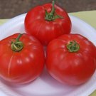 Tygress Tomato Hybrid Vegetable Garden Planting Tomatoe Easy Grow 50+ seeds