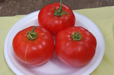 Tygress Tomato Hybrid Vegetable Garden Planting Tomatoe Easy Grow 50+ seeds