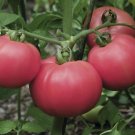Torbay Tomato Hybrid Vegetable Garden 50+ seeds