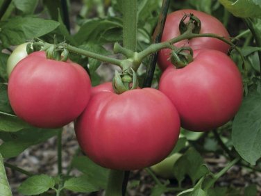 Torbay Tomato Hybrid Vegetable Garden 50+ seeds