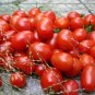 Tami G Tomato Hybrid Vegetable Garden 50+ seeds