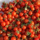 Old Time Tommy Toe Tomato Food Garden Planting Patio Plant 50 seeds