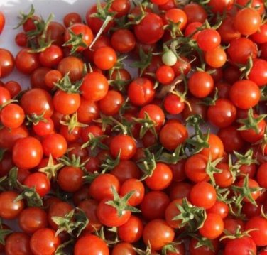 Old Time Tommy Toe Tomato Food Garden Planting Patio Plant 50 seeds