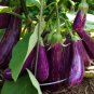 Long Purple Italian Eggplant seeds 25 seeds