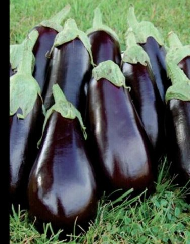 Black Beauty Eggplant Heirloom Food Fast Grower Garden Planting 25 seeds
