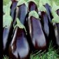 Black Beauty Eggplant Heirloom Food Fast Grower Garden Planting 25 seeds