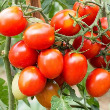 Sweet Treats Tomato Hybrid Vegetable Garden Planting Tomatoe 50 seeds