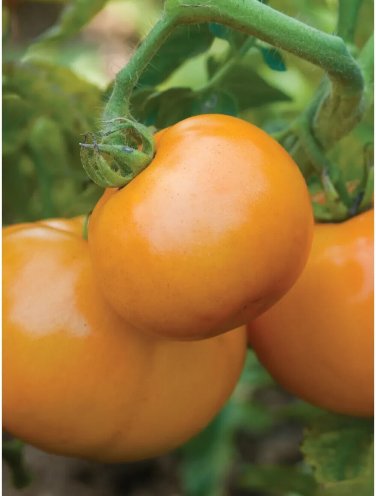 Sweet Tangerine Tomato Hybrid Vegetable Garden Planting Tomatoe 50 seeds