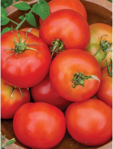 Summer Girl Tomato Hybrid Vegetable Garden Planting Tomatoe 50 seeds