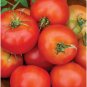 Summer Girl Tomato Hybrid Vegetable Garden Planting Tomatoe 50 seeds