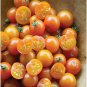 Sun Gold Tomato Hybrid Cherry Vegetable Garden Planting Tomatoe Food 50 seeds