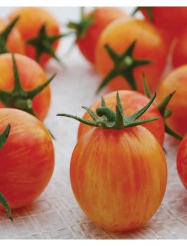 Sunrise Bumble Bee Tomato Hybrid Vegetable Garden Planting Tomatoe 50 seeds
