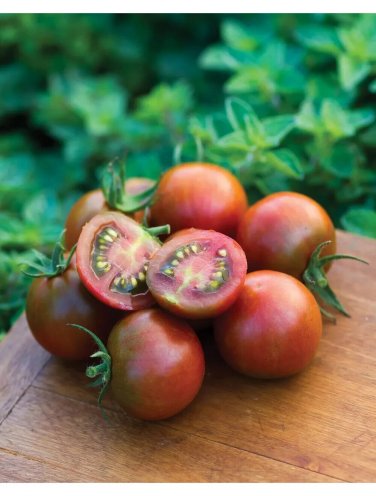 Sunchocola Tomato Hybrid Vegetable Garden Planting Tomatoe 50 seeds