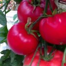 Steak Sandwich Tomato Hybrid Vegetable Garden Planting Tomatoe 50 seeds