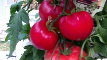 Steak Sandwich Tomato Hybrid Vegetable Garden Planting Tomatoe 50 seeds