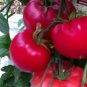 Steak Sandwich Tomato Hybrid Vegetable Garden Planting Tomatoe 50 seeds