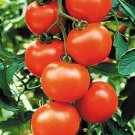 Sweet Chelsea Tomato Hybrid Vegetable Garden Planting Tomatoe 50 seeds