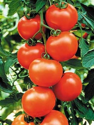 Sweet Chelsea Tomato Hybrid Vegetable Garden Planting Tomatoe 50 seeds