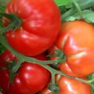 Super Fantastic Tomato Hybrid Vegetable Garden Planting Tomatoe 50 seeds