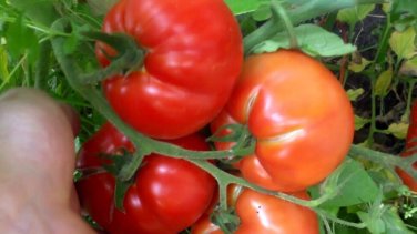 Super Fantastic Tomato Hybrid Vegetable Garden Planting Tomatoe 50 seeds