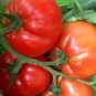 Super Fantastic Tomato Hybrid Vegetable Garden Planting Tomatoe 50 seeds