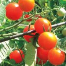 Sugar Snack Tomato Hybrid Vegetable Garden Planting Tomatoe 50 seeds