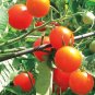 Sugar Snack Tomato Hybrid Vegetable Garden Planting Tomatoe 50 seeds