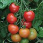 Snacker'S Delight Tomato Hybrid Vegetable Garden Planting Tomatoe 50 seeds