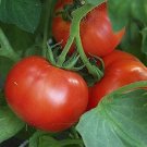 Shady Lady Tomato Hybrid Vegetable Garden Planting Tomatoe 50 seeds