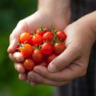 Small Fry Tomato Hybrid Vegetable Garden Planting Tomatoe Grow 50 seeds